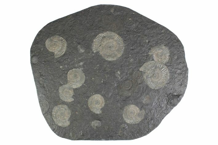Fossil Ammonite Cluster - Posidonia Shale, Germany #383761